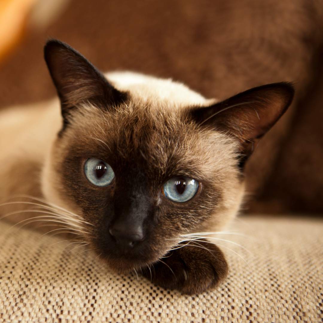 a siamese cat with blue eyes laying on a couch