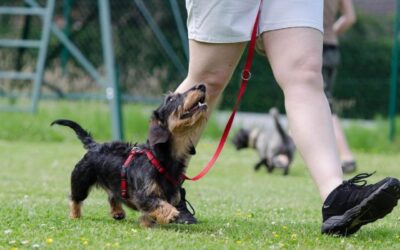 Dog Training Tips