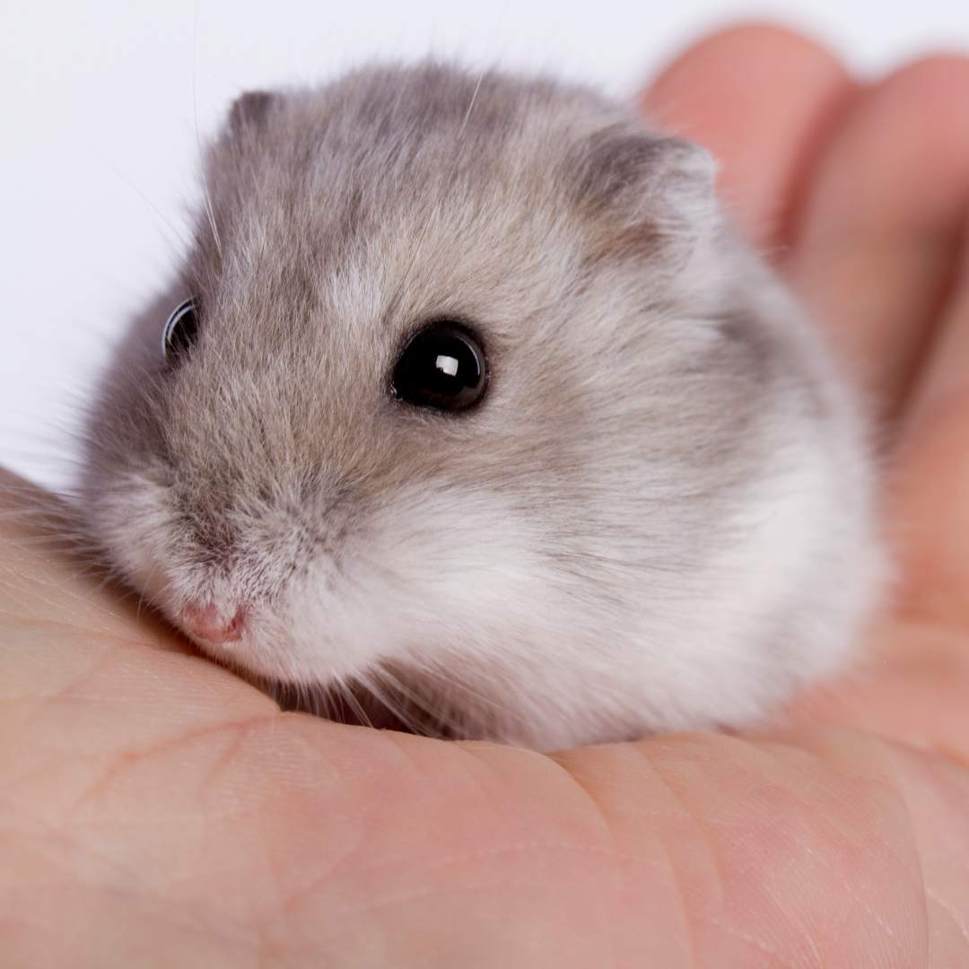 a small hamster is being held in the palm of someone's hand