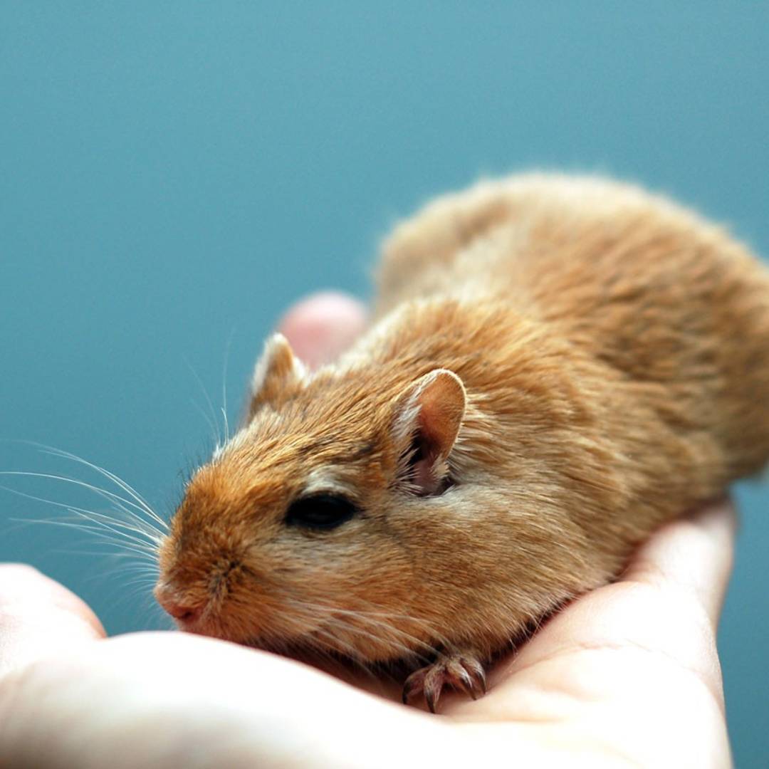 a small rodent is being held in someone's hand