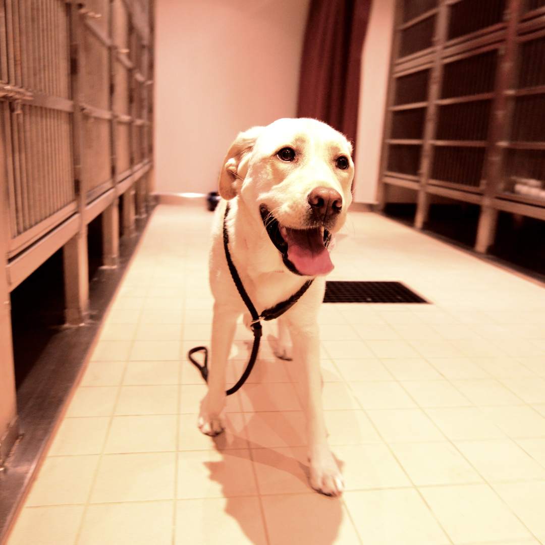 a yellow labrador retriever standing in the middle of a room