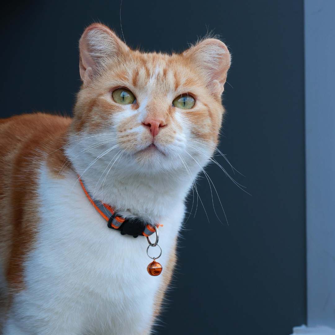 an orange and white cat wearing an orange collar