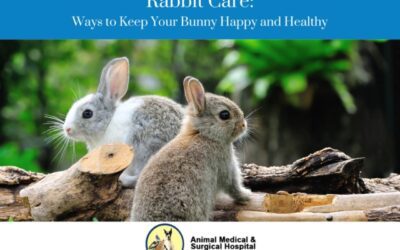 Rabbit Care Tips