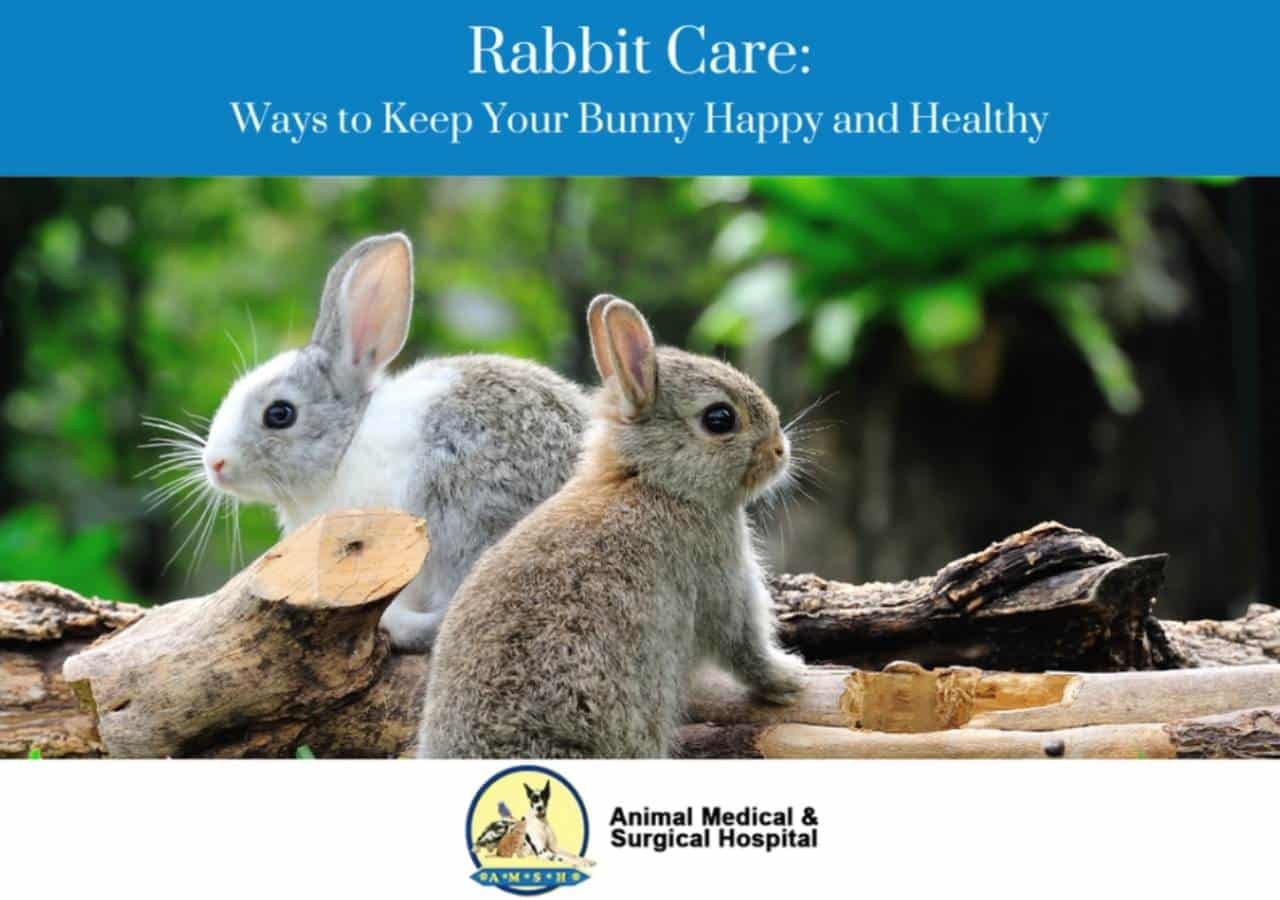 rabbit care ways to keep your bunny happy and healthy
