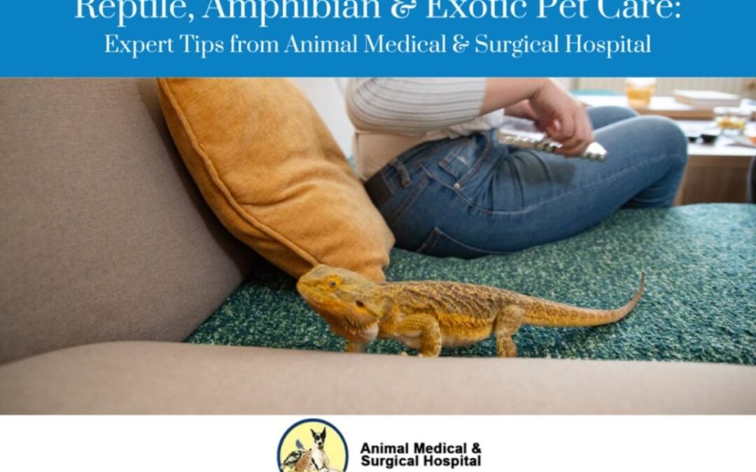 reptile, amphibian & exotic care expert tips from animal medical & support hospital