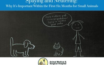 Early Spay & Neuter Info