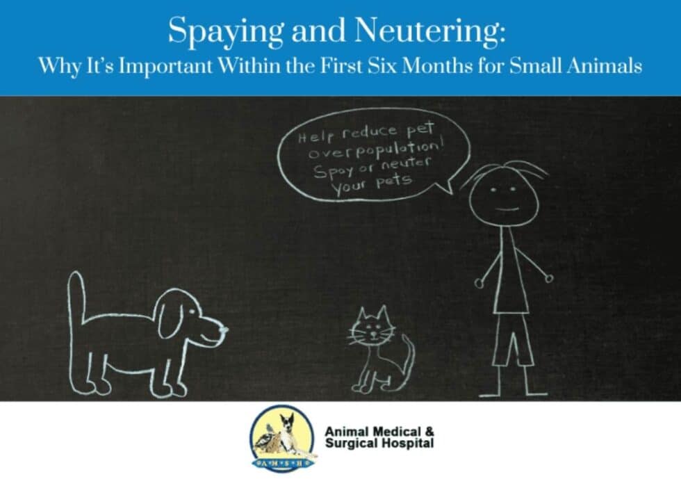 Why Early Spay & Neuter Is Important | AMSH Tulsa, OK