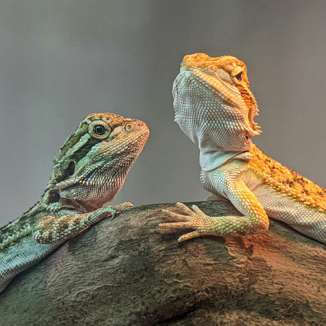 two bearded lizards sitting on top of each other