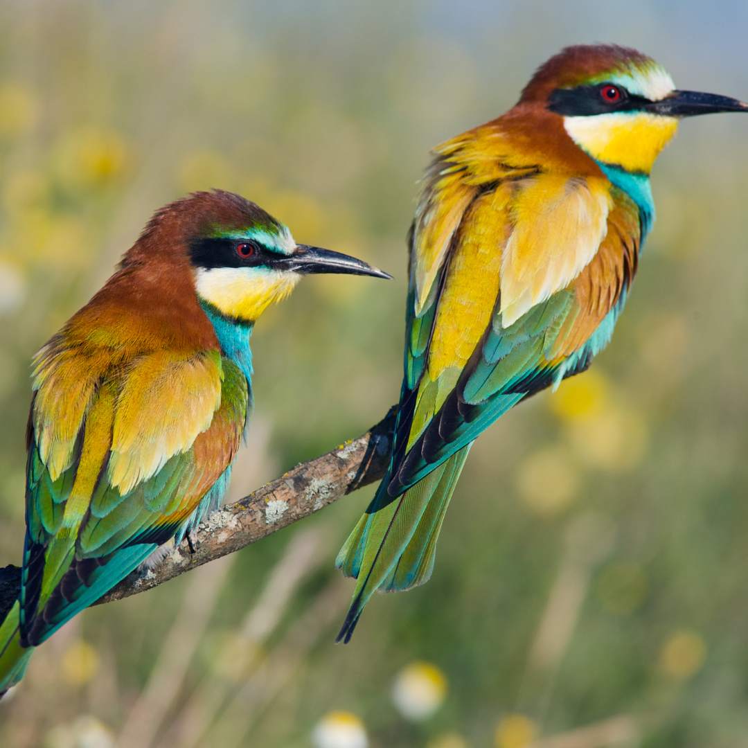 two colorful birds are perched on a branch