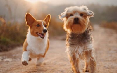 Senior Dog Care