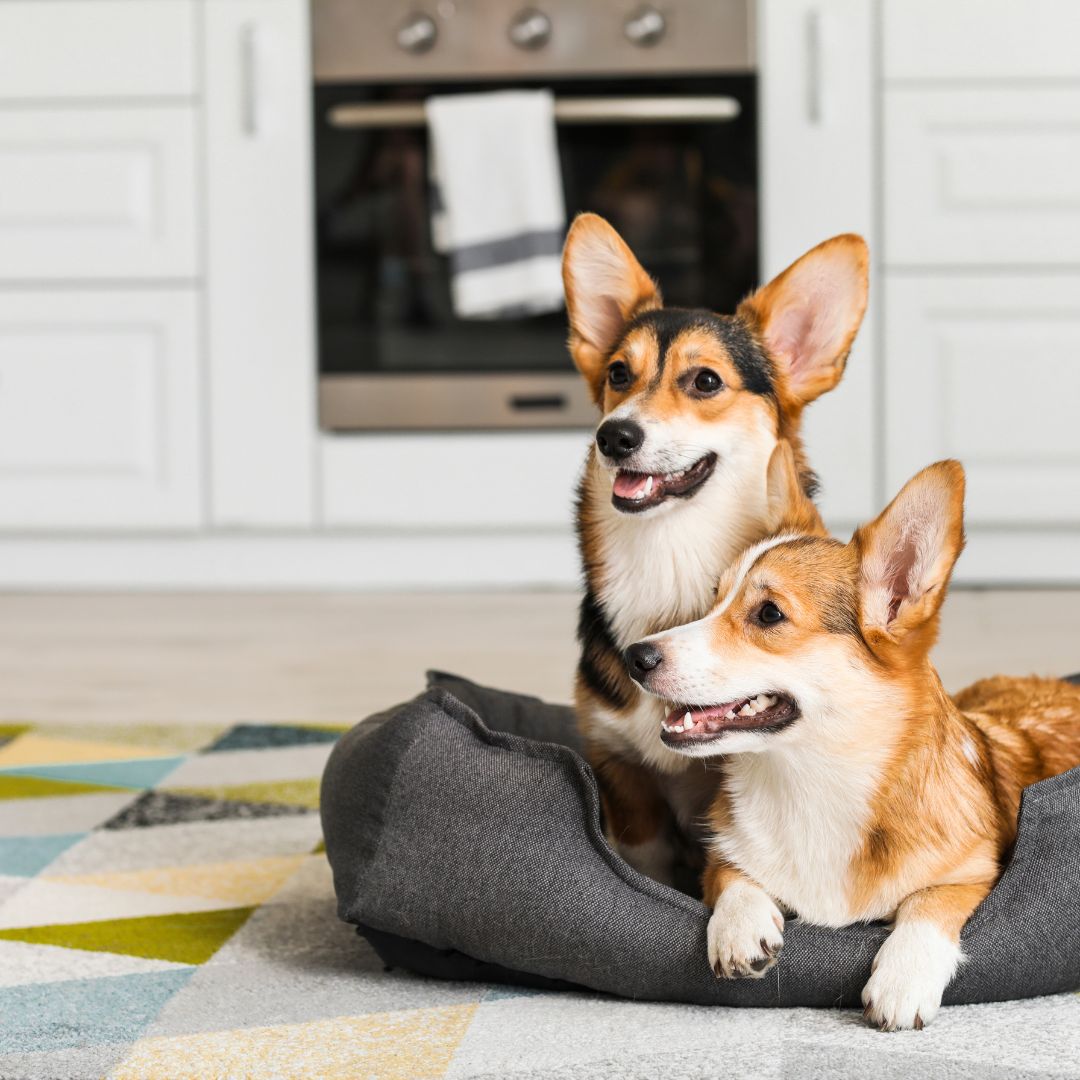 two dogs sitting in a dog bed on the floor