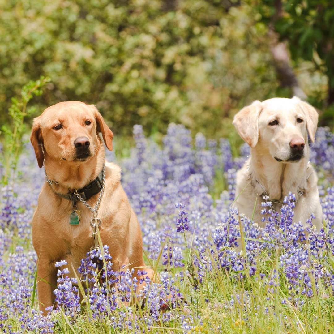 two dogs sitting in a field of bluebonnets