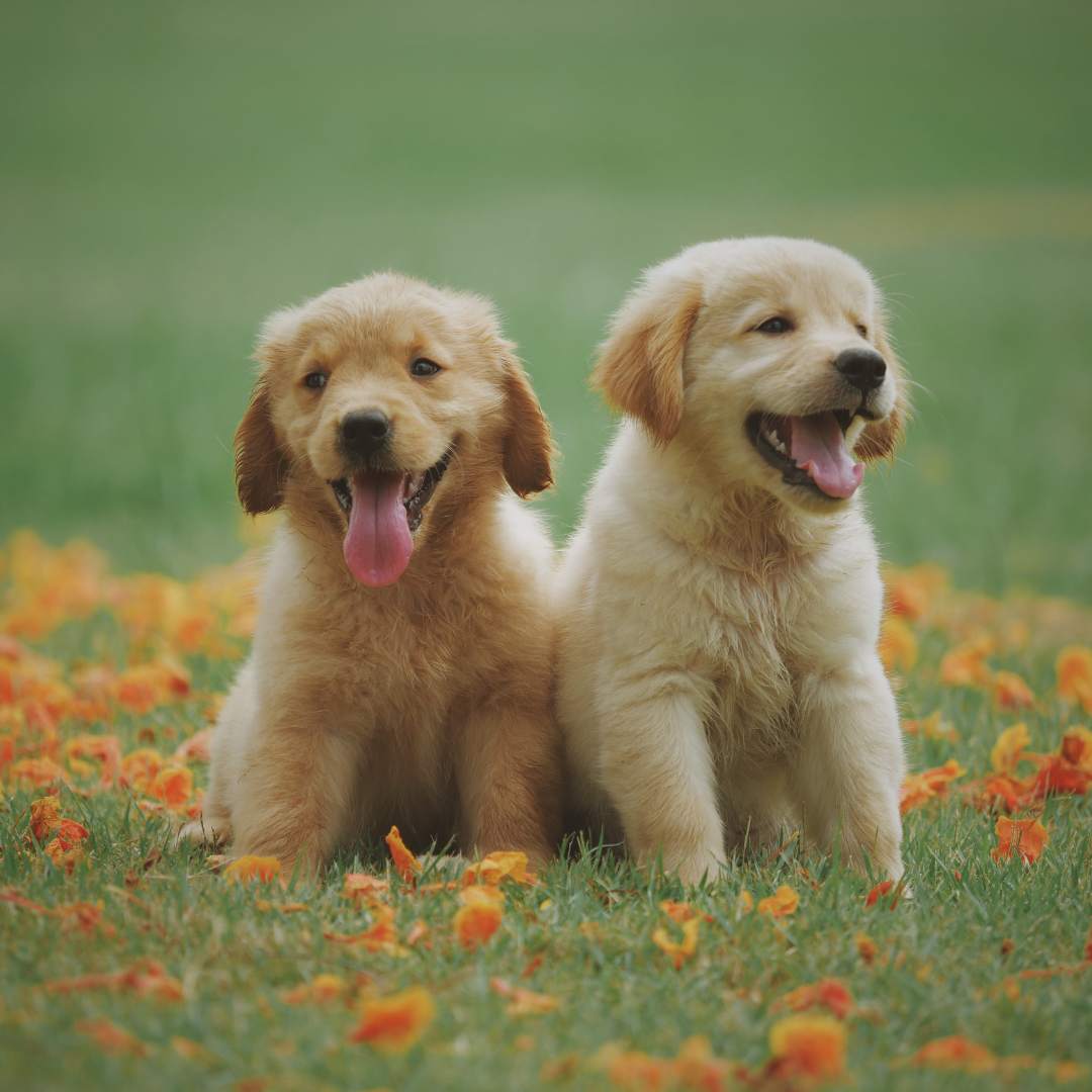 two golden retriever puppies sitting in the grass