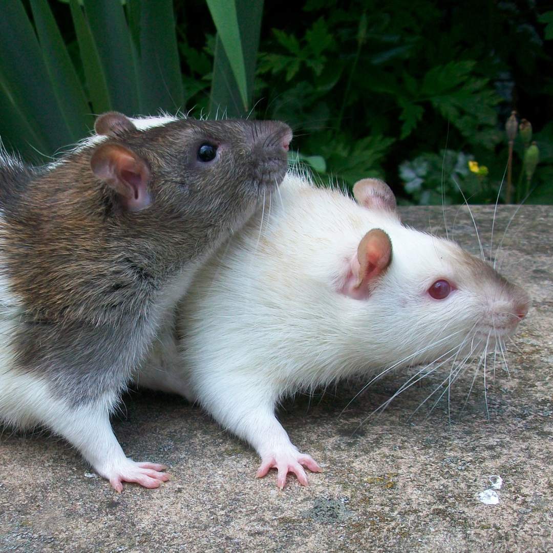 two rats sitting on top of each other