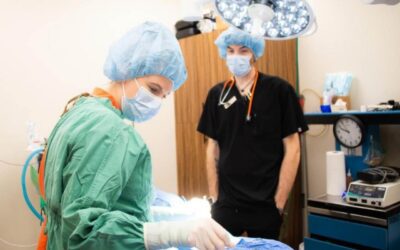Spaying & Neutering Pets
