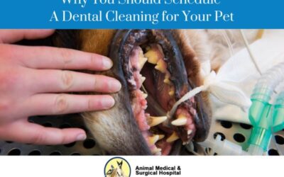 Dental Cleanings for Pets