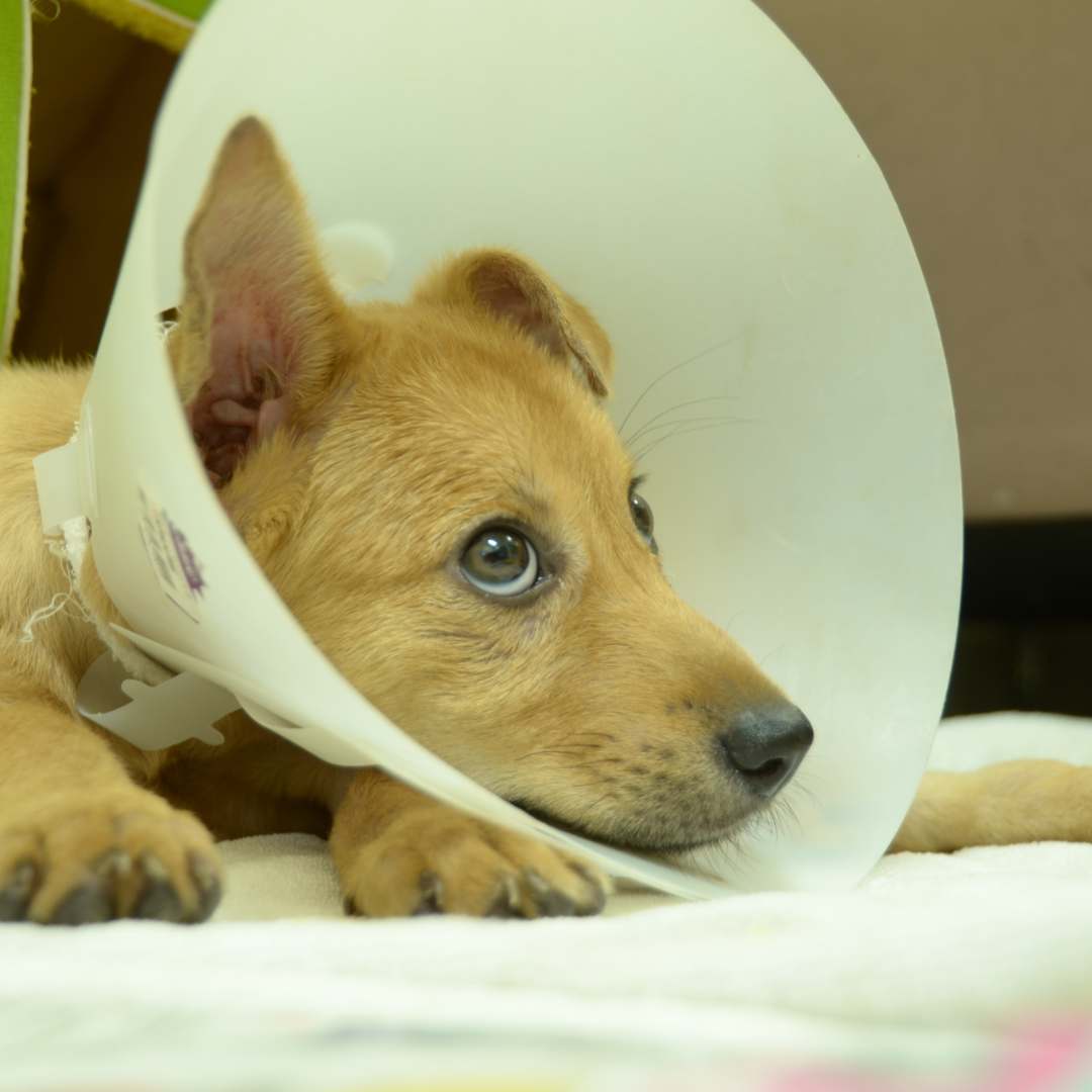 A puppy with a cone on its head laying on a bed