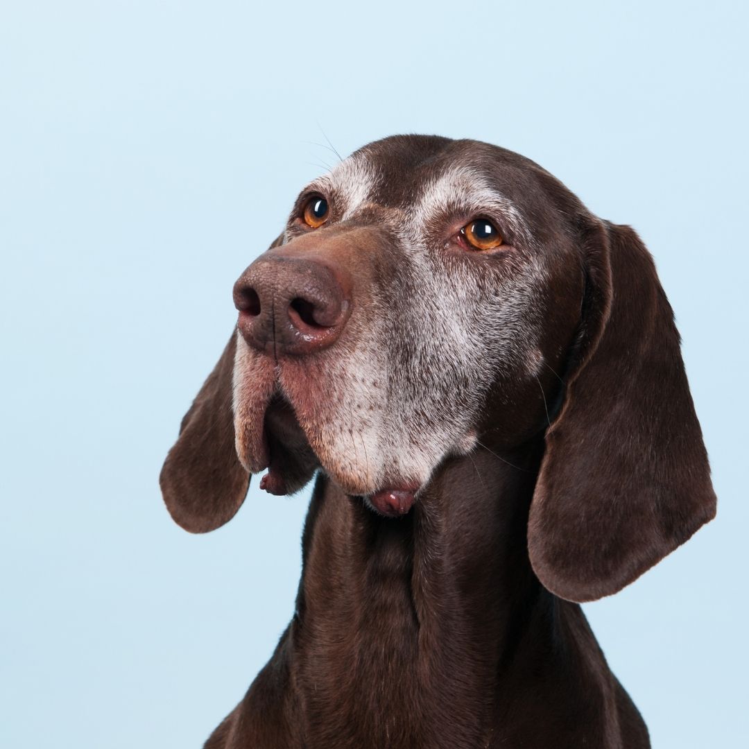 Brown dog looking up hopefully