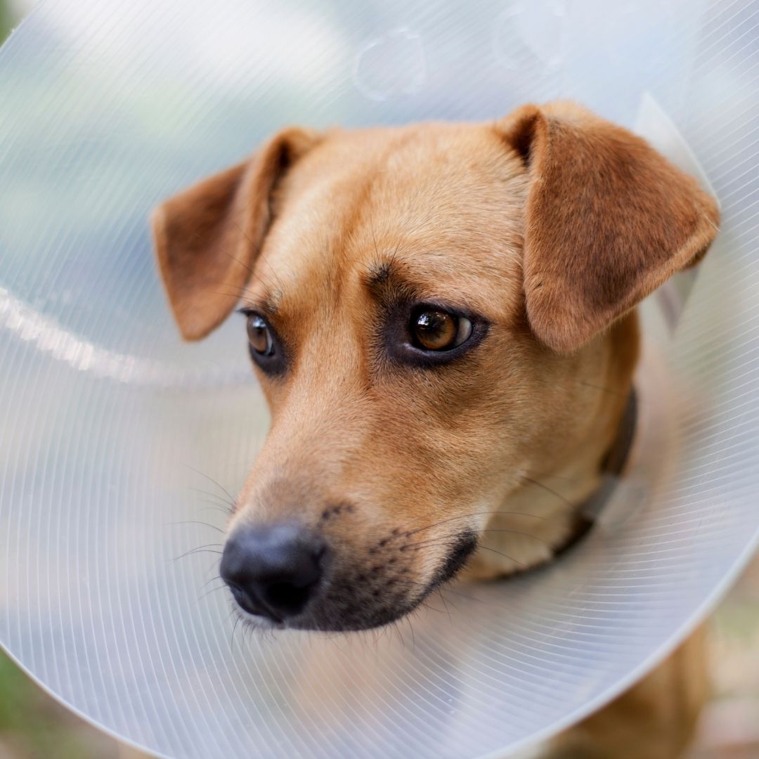 Dog in cone, headshot