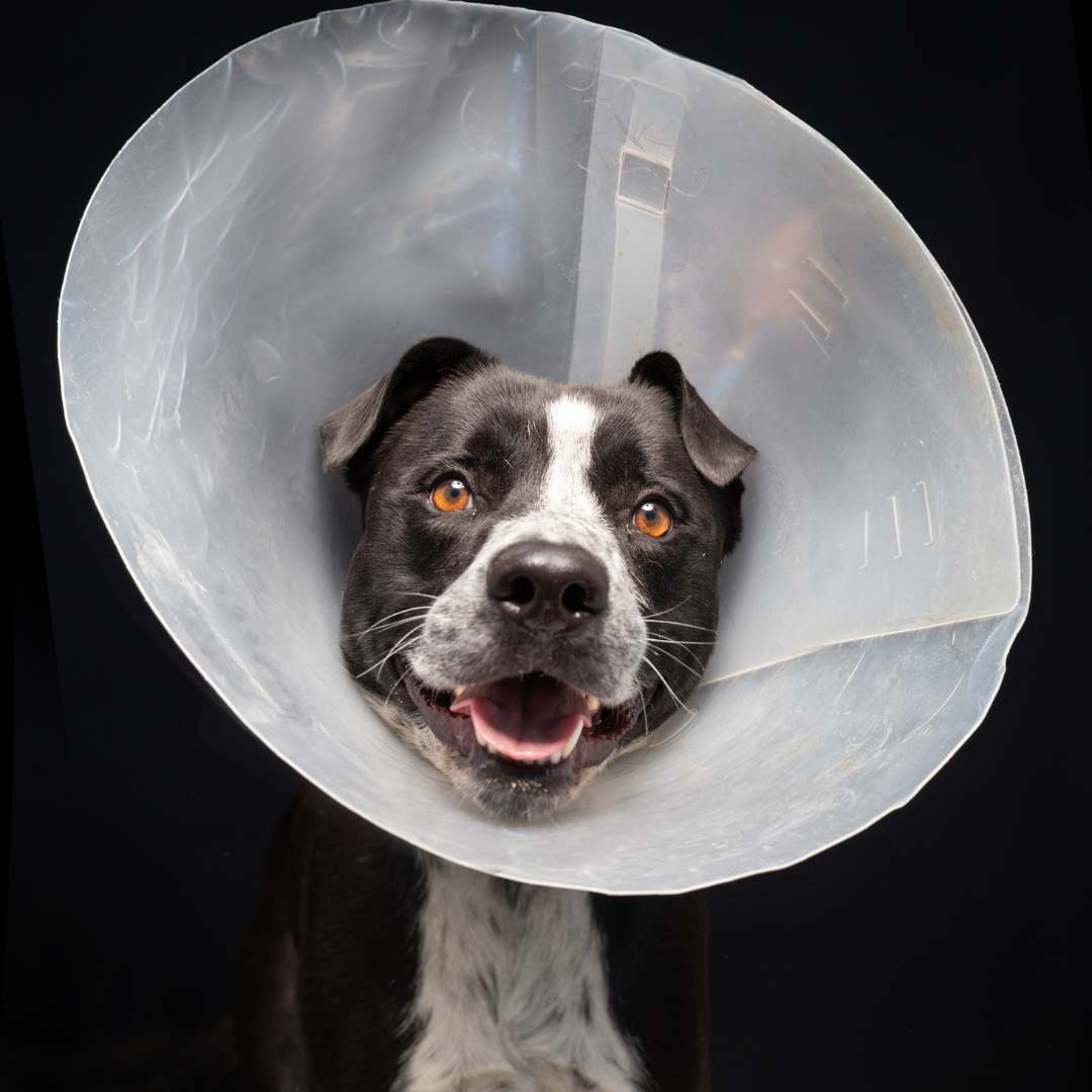 a black and white dog with a cone on his head