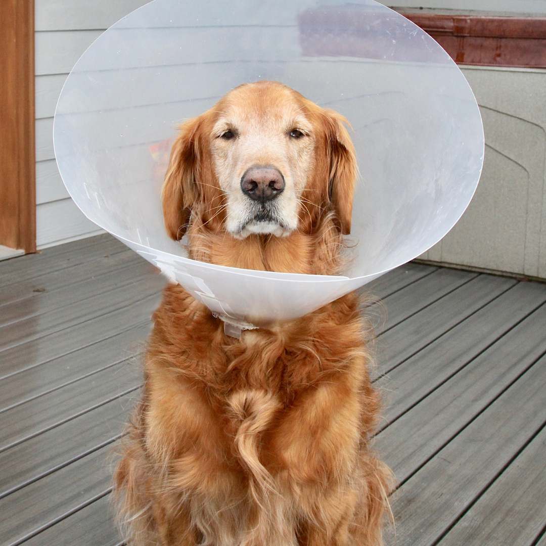 a dog wearing a cone on its head