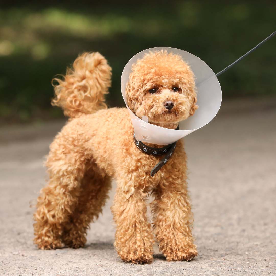 a poodle with a cone on its head