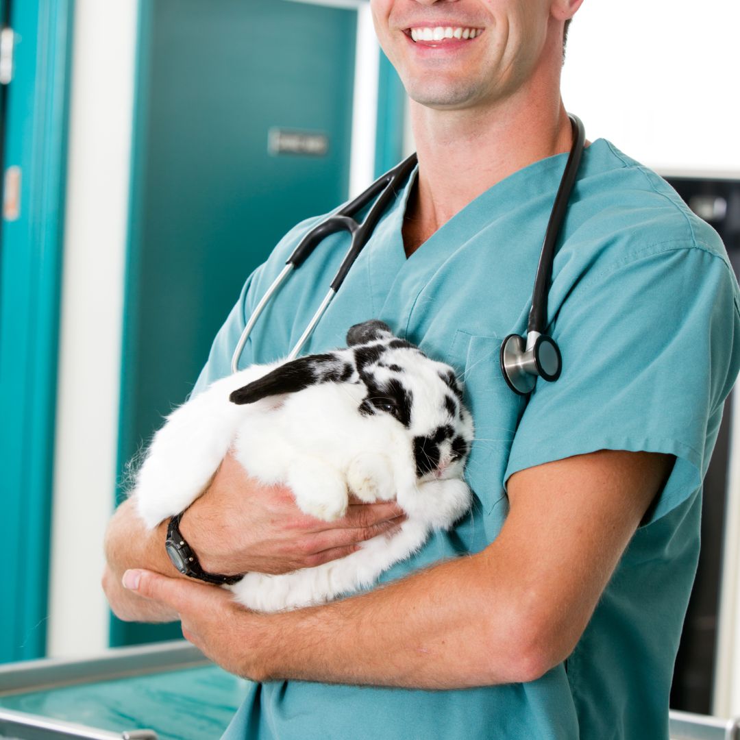 A person in scrubs holding a rabbit in their arms