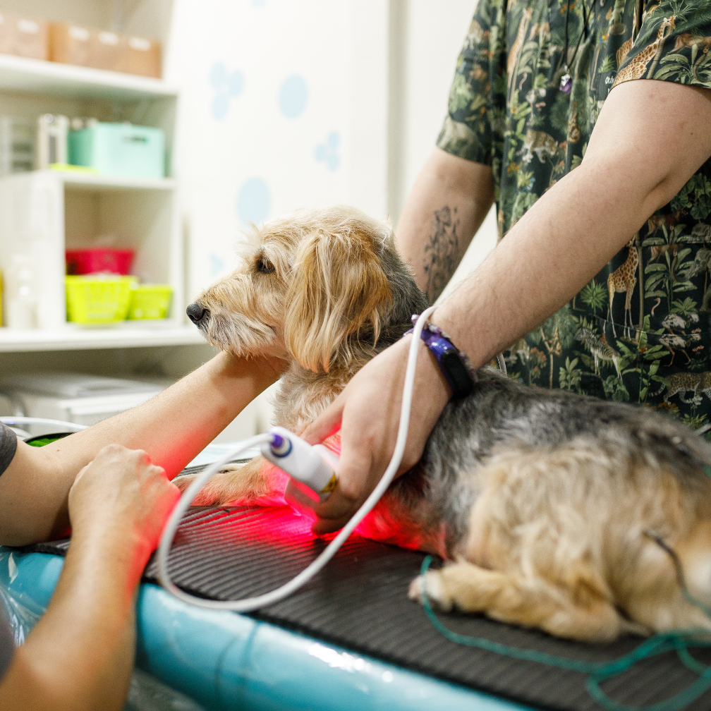 a dog receiving laser therapy from a very vet