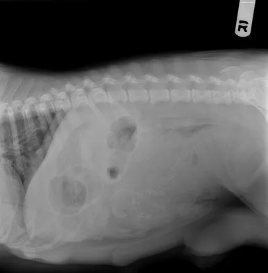 puppy-xray.png